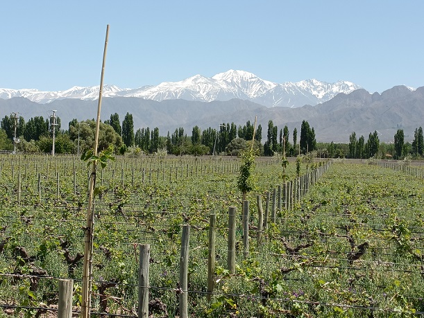 Mendoza - Cheval agroforestry